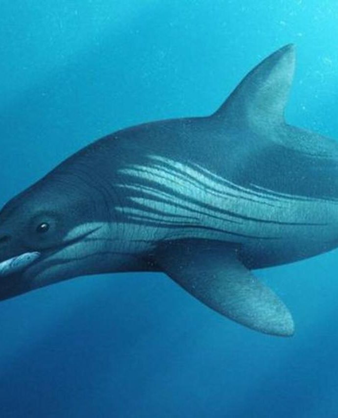 «Eternauta patagonica»: Descubren en Vaca Muerta los restos de un reptil marino, especialista en caza en las profundidades
